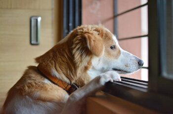 Cane in attesa del padrone