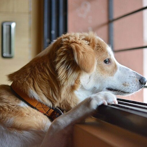 Cane in attesa del padrone