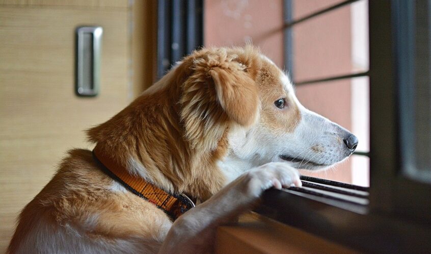 Cane in attesa del padrone