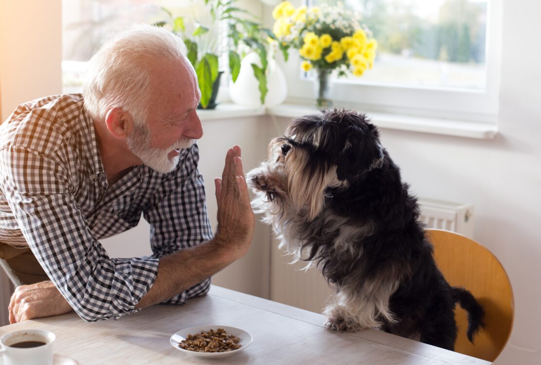 Gli animali sono compagni di vita