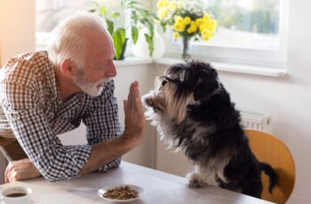 Gli animali sono compagni di vita