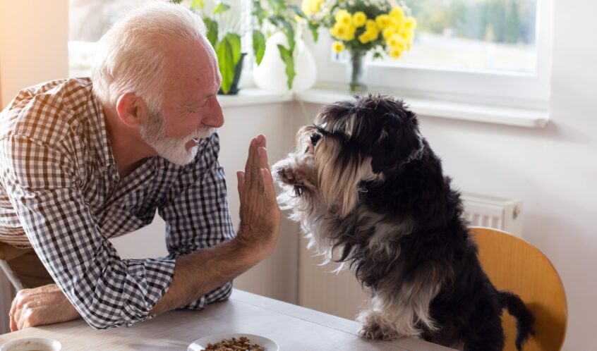 Gli animali sono compagni di vita